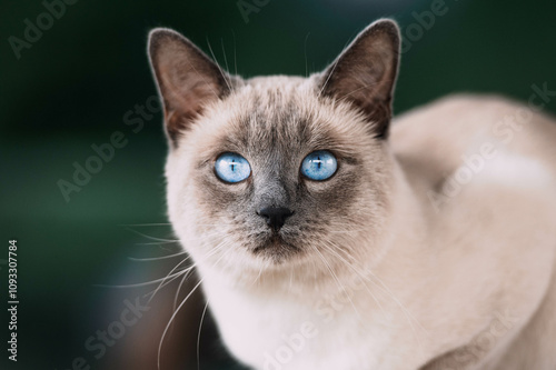 cat with blue eyes portrait