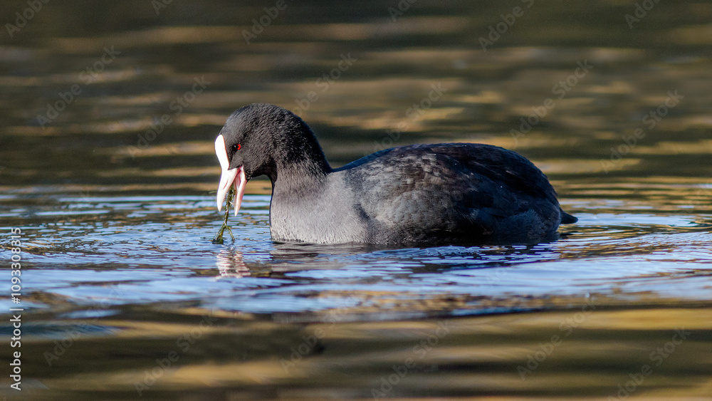 Fototapeta premium black swan swimming