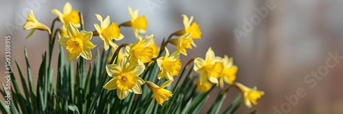 A cluster of daffodils swaying in the breeze, petals, wildflowers, light