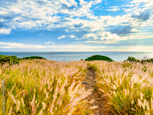 Golden grass along the walkway leading to the beach with dramatic sky in Helderberg, Cape Town, South Africa photo