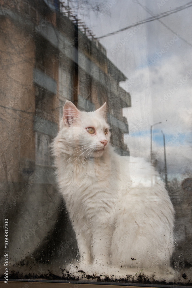 Beautiful white cat standing behind house window pane on rainy day with reflection on the street Beautiful white cat standing behind house window pane on rainy day with reflection on the street
