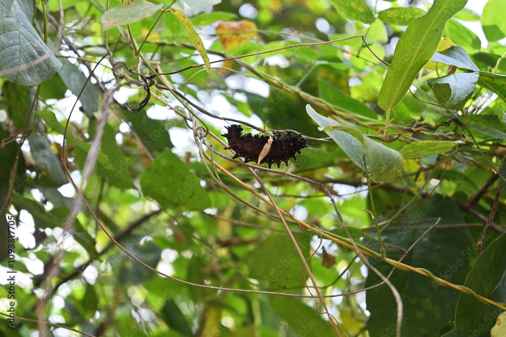 Side view of a Sri Lankan birdwing butterfly caterpillar is on a vine Side view of a Sri Lankan birdwing butterfly caterpillar is on a vine