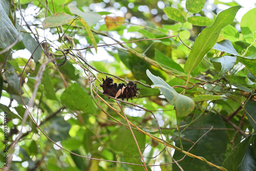 A larva of a Sri Lankan birdwing butterfly is crawling on an Aristolochia indica vine photo