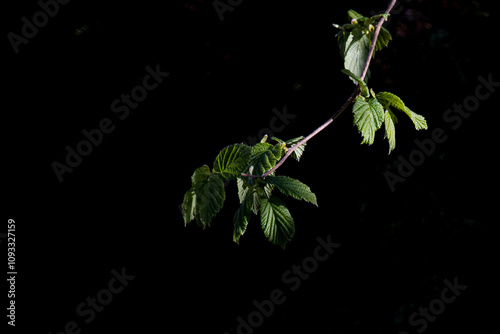 Hasel. Lateinisch: Corylus avellana L. Aus der Familie der Betulaceae

 photo