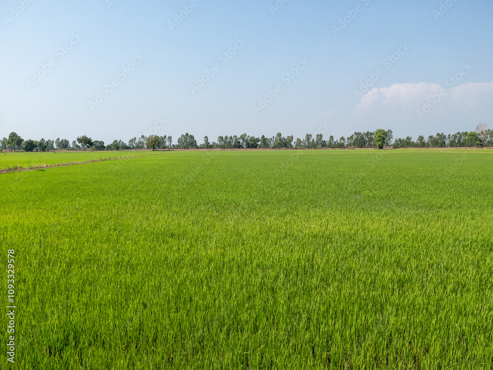 The panoramic view of the paddy field. The panoramic view of the paddy field.
