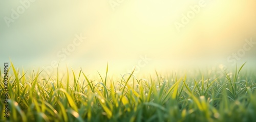 Fototapeta Naklejka Na Ścianę i Meble -  Natural green grass filed with warm sunlight blurry landscape background, Generative Ai