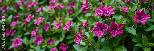 Mauve-hued blooms dotting the lush greenery of the officinal garden, flowers, plant life