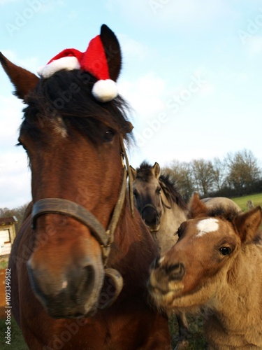 Noël animal 
Christmas Animal