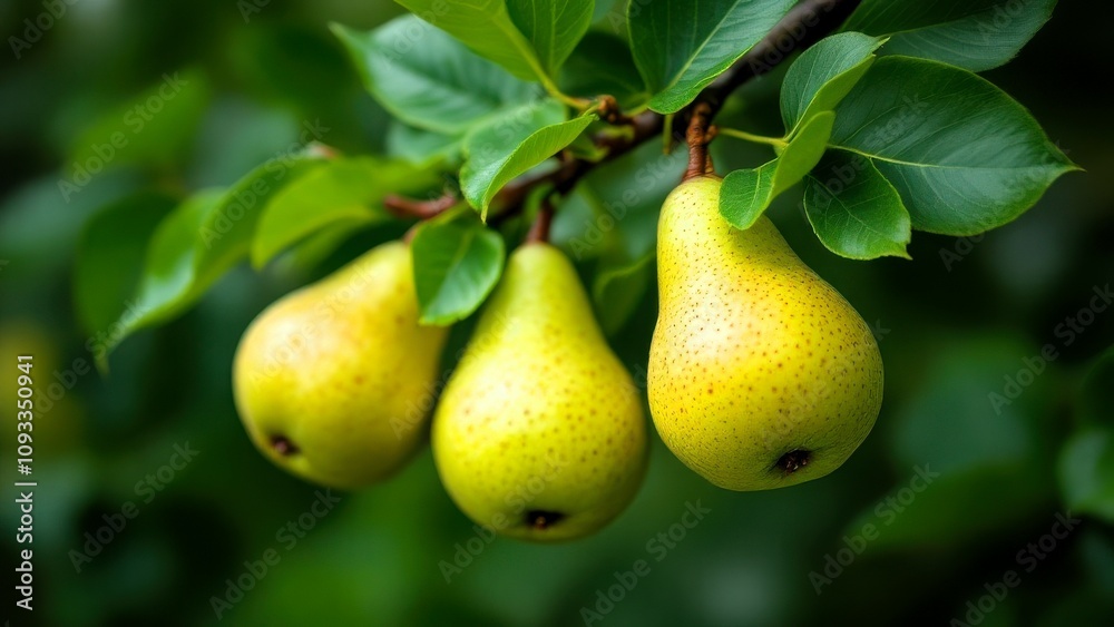 Vibrant young pear fruits hanging on a branch, surrounded by dewy green leaves, highlighted by a dynamic water splash. Captured in a conceptual stock photography style Vibrant young pear fruits hanging on a branch, surrounded by dewy green leaves, highlighted by a dynamic water splash. Captured in a conceptual stock photography style