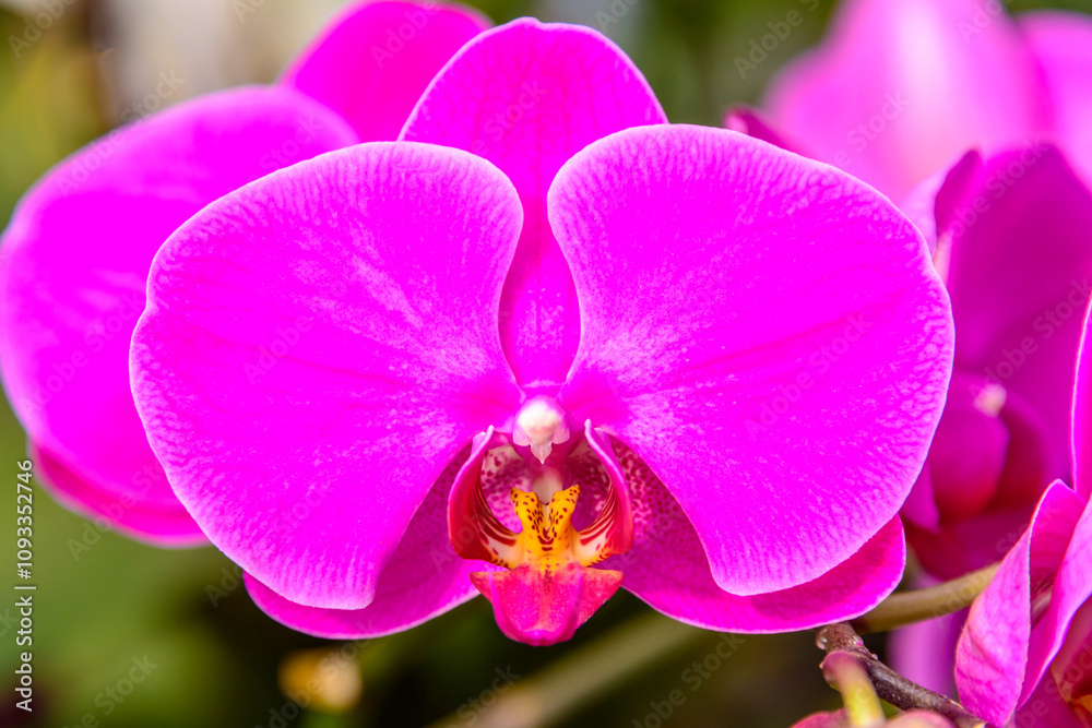 Streaked orchid flowers. Beautiful orchid flowers. Streaked orchid flowers. Beautiful orchid flowers.