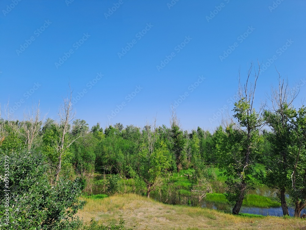 Fototapeta premium trees on the hill