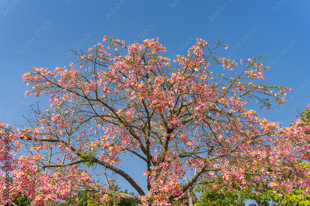 pink silk floss tree flower in garden with blue sky background pink silk floss tree flower in garden with blue sky background