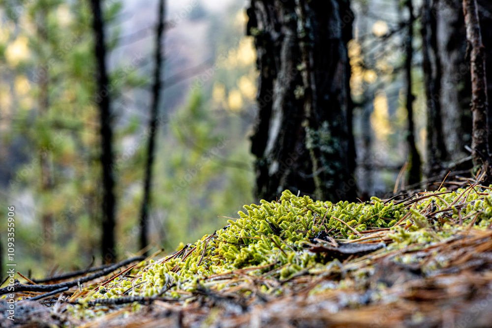 Mossy forest floor, with blurred trees in the background, the surrounding debris, sense of tranquility and peacefulness. Forest debris, ground cover Mossy forest floor, with blurred trees in the background, the surrounding debris, sense of tranquility and peacefulness. Forest debris, ground cover
