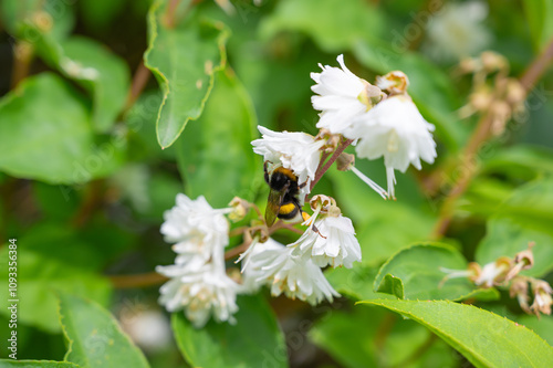 White flowers with a bee collecting honey and pollinating the plants.  flowers of Deutzia scabra with bee. photo