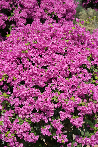 purple bougainvillea flowers in garden