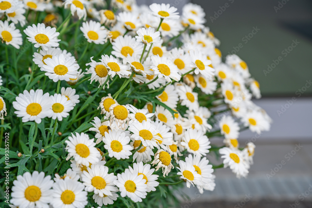 White chamomile's flowers in bouquet. White chamomile's flowers in bouquet.