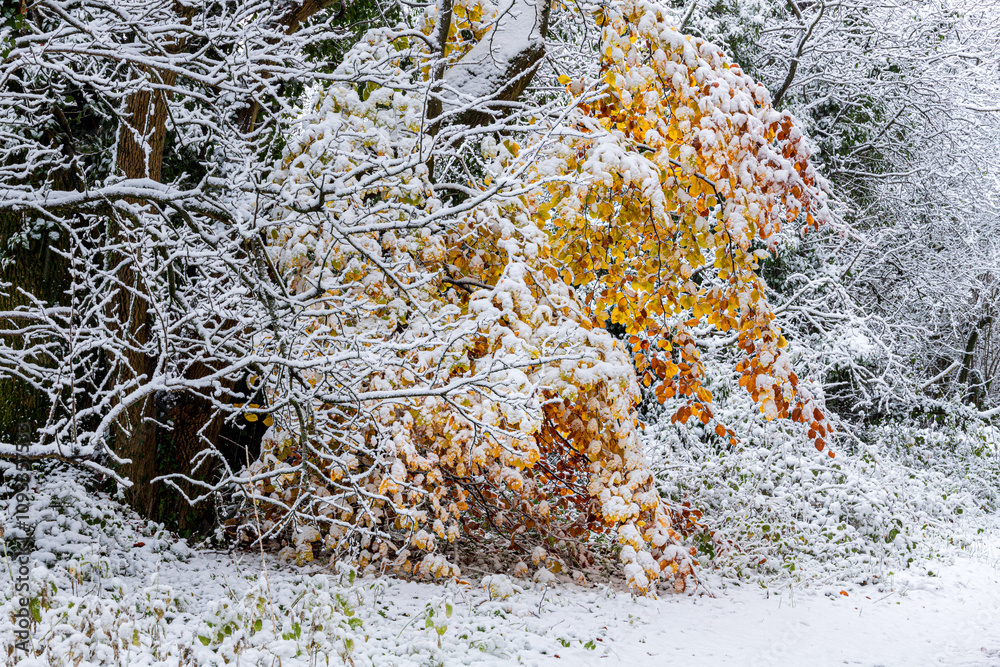 Early winter snow in November on autumn beech leaves beside a country lane near the Cotswold village of Taddington, Gloucestershire, England UK