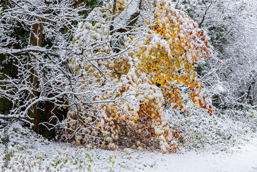 Obraz na płótnie Early winter snow in November on autumn beech leaves beside a country lane near the Cotswold village of Taddington, Gloucestershire, England UK w salonie