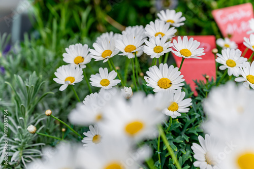 Chamomile's flowers with blurred flowers on front.
 #1093357764