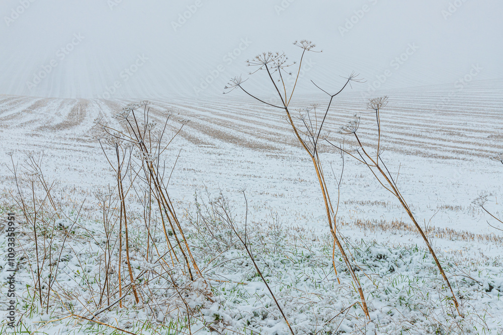 Early winter snow in November falling on dead umbellifera stems on the margin of a ploughed field near the Cotswold village of Snowshill, Gloucestershire, England UK
