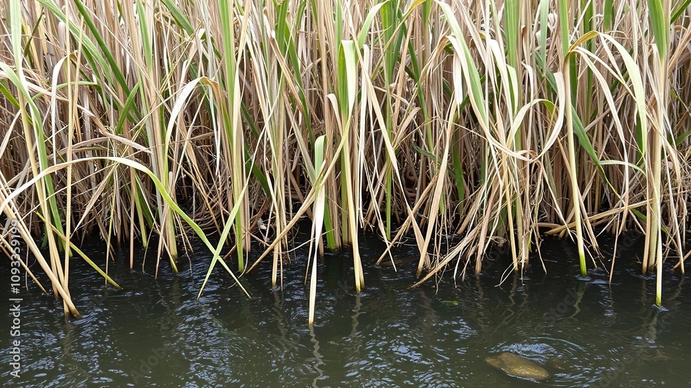 Vines of dry reeds sway gently in the river current, river background, peaceful atmosphere