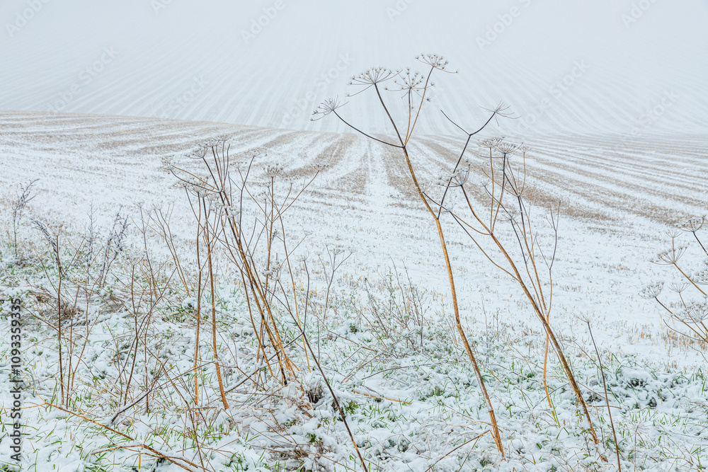 Early winter snow in November falling on dead umbellifera stems on the margin of a ploughed field near the Cotswold village of Snowshill, Gloucestershire, England UK