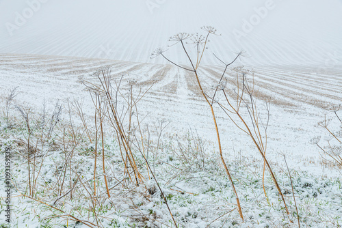 Early winter snow in November falling on dead umbellifera stems on the margin of a ploughed field near the Cotswold village of Snowshill, Gloucestershire, England UK photo