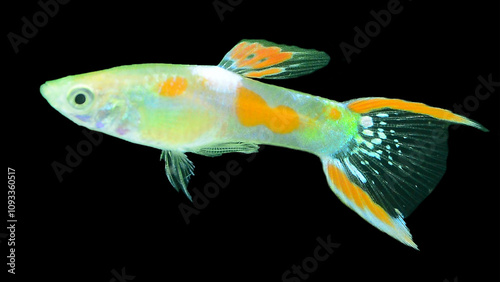 Calico Endler's Guppy (Male)
 photo