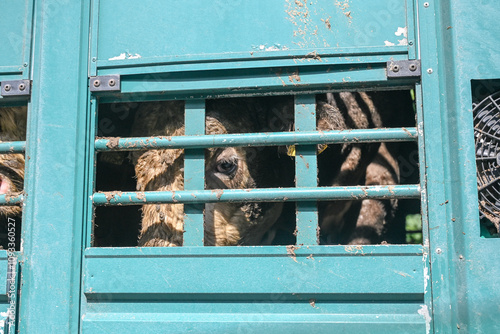 A sad bull in a truck trailer. Close up of dirty and exhausted bulls and cows in cage trailer. Transporting livestock to the slaughterhouse. Sad bulls eyes. Transport of animals in bad conditions. 