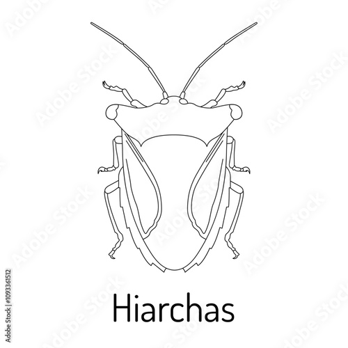 Vector outline illustration of a Hiarchas insect. Black and white linear drawing suitable for educational materials, coloring books, or scientific projects