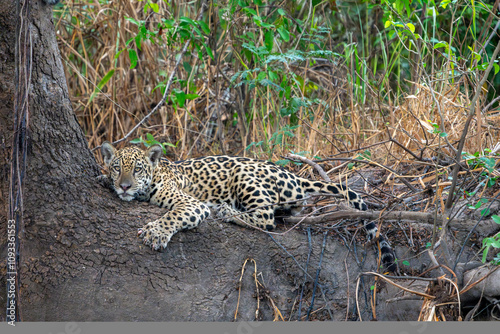 Jaguar cub on base of tree photo