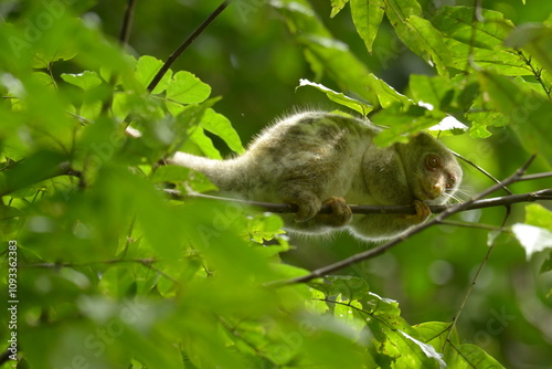 The Maluku cuscus or marsupial species from the Phalangeridae family is playing in a tree