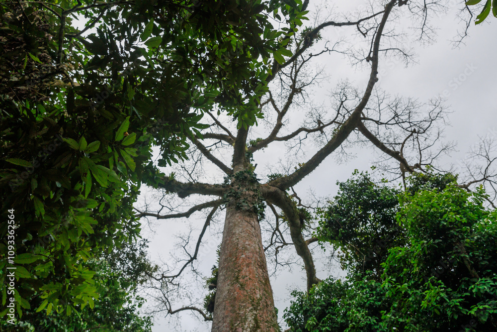 Fototapeta premium The Lupuna tree in the Peruvian Amazon. It reaches up to 70 meters in height and its trunk can reach more than 3 meters in diameter, with tabular roots.