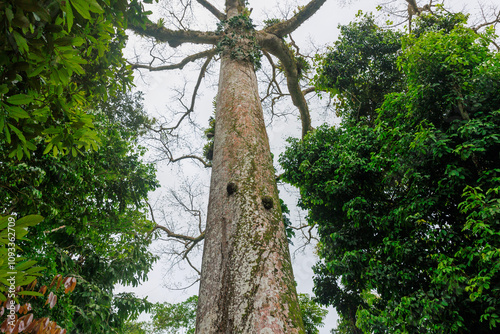 The Lupuna tree in the Peruvian Amazon. It reaches up to 70 meters in height and its trunk can reach more than 3 meters in diameter, with tabular roots. photo