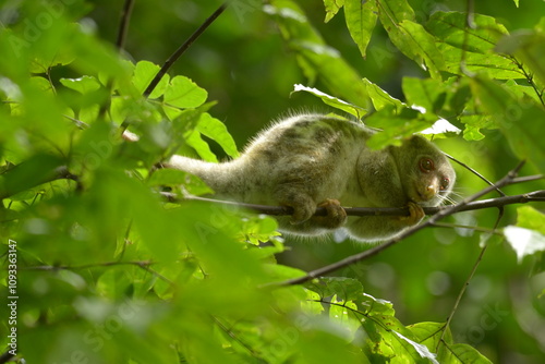 The Maluku cuscus or marsupial species from the Phalangeridae family is playing in a tree photo