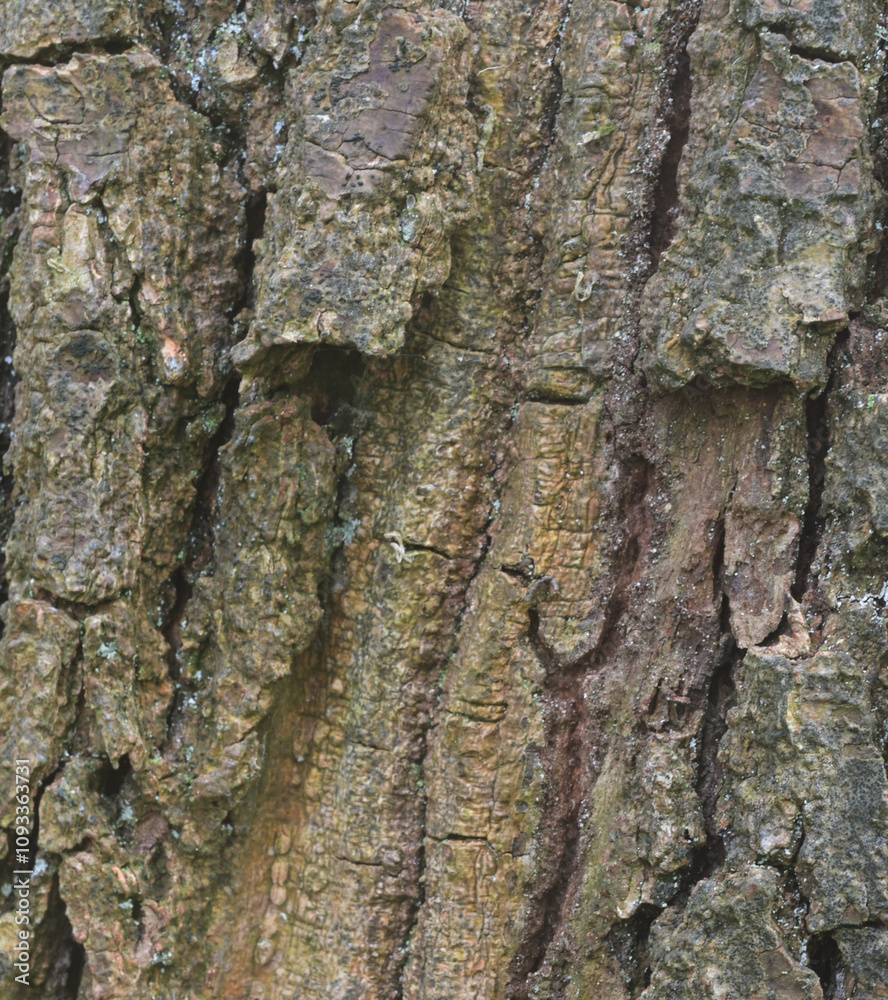 Beautiful close-up of the bark of quercus dentata Beautiful close-up of the bark of quercus dentata