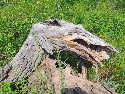 stump