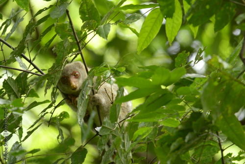 The Maluku cuscus or marsupial species from the Phalangeridae family is playing in a tree photo