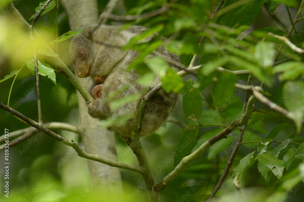 The Maluku cuscus or marsupial species from the Phalangeridae family is playing in a tree The Maluku cuscus or marsupial species from the Phalangeridae family is playing in a tree