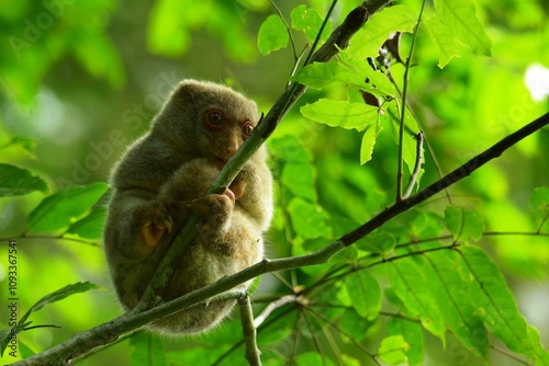 The Maluku cuscus or marsupial species from the Phalangeridae family is playing in a tree photo