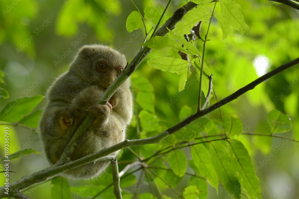 The Maluku cuscus or marsupial species from the Phalangeridae family is playing in a tree The Maluku cuscus or marsupial species from the Phalangeridae family is playing in a tree
