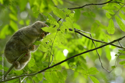 The Maluku cuscus or marsupial species from the Phalangeridae family is playing in a tree photo