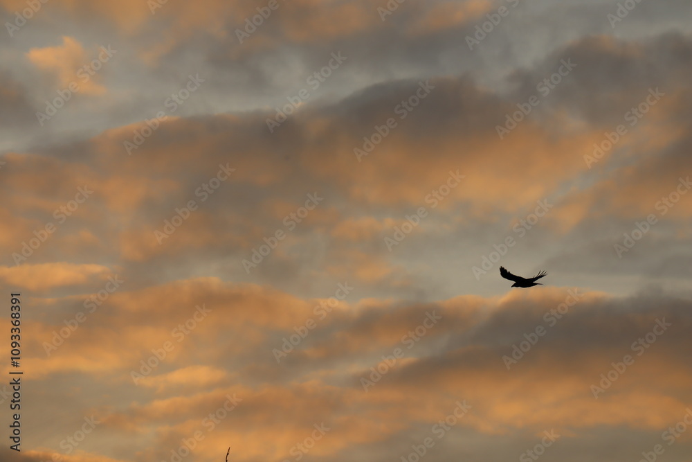 Fototapeta premium Silhouette of a Crow at Sunset