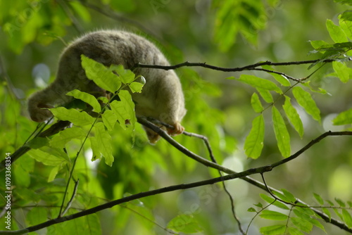 The Maluku cuscus or marsupial species from the Phalangeridae family is playing in a tree photo