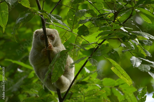 The Maluku cuscus or marsupial species from the Phalangeridae family is playing in a tree photo