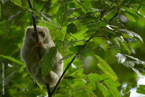 The Maluku cuscus or marsupial species from the Phalangeridae family is playing in a tree