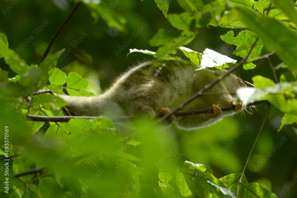 The Maluku cuscus or marsupial species from the Phalangeridae family is playing in a tree The Maluku cuscus or marsupial species from the Phalangeridae family is playing in a tree