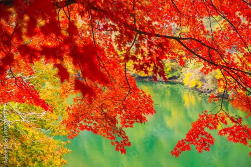 美しい紅葉ともみじ湖　