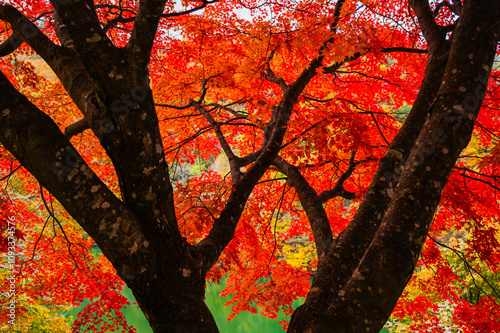 木の幹の向こう側　紅葉