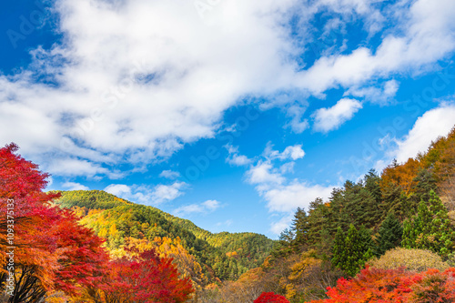 秋晴れの紅葉した山と青空 photo